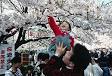 260px-UenoParkHanami.jpg