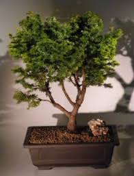 Canadian Hemlock Bonsai