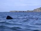 NM2942 : Basking Shark Off - via Daymix
