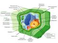 Eukaryote - Wikipedia, the free encyclopedia