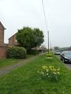 Bedhampton Daffodils on Leap Year's Day (a). Verge in Scratchface Lane - via Daymix
