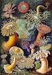 170px-Haeckel_Actiniae.jpg
