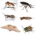 Insect - Wikipedia, the free encyclopedia