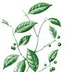 The roots and stems of <b>Salacia</b>