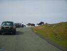 Aspiring horse whisperers were attempting to persuade the horses to move off - via Daymix