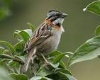 Rufous-collared Sparrow | Birdspix