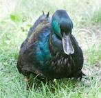 Cayuga Duck Pictures