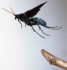 this is a black spider wasp