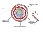 File:<b>Hepatitis B</b> virus.png