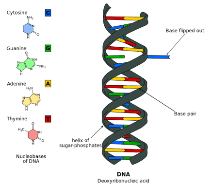 What does DNA stand for? Learn more about this important ...
