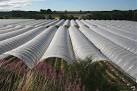 about them - they remind me of the sandworms in Frank Herbert's "Dune". - via Daymix