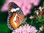 See full size image