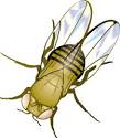 Exhibit: Mutant Fruit Flies - Drosophila Genetics | Exploratorium