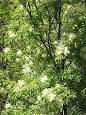 Fraxinus - Wikipedia, the free encyclopedia