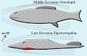 Palaeos Vertebrates Sarcopterygii: Elpistostegalia: Metaxygnathus ...