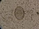 <b>Toxascaris</b> leonina