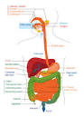 Human gastrointestinal tract - Wikipedia, the free encyclopedia