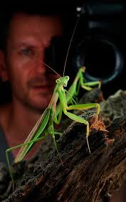 Sinobug: Macrophotography of John Horstman- 01.04.13 - Sinobug-JohnHorstman