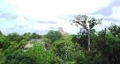 Tikal