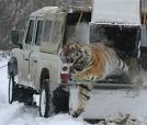 Siberian Tiger Project