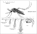 Animals world: dengue mosquito mostly dengerous