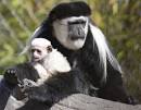 ZooBorns: Colobus Monkey