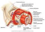 Digestive System