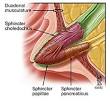 How <b>Sphincter</b> of <b>Oddi</b>