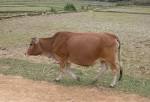 Bos taurus (Bovidae) image 17435 at PlantSystematics.