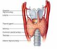 Thyroid Gland and the Thyroid Hormones