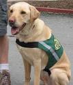 VTSP: Companion Dog Patrol Membership Requirements