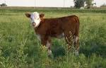 Inspire & Inform | Stop The Barbarism GO VEGAN