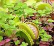 <b>Droseraceae</b>