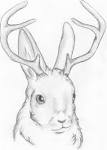 jackalope by ~WildFirefly on deviantART