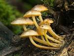File:Mycena leaiana var. - via Daymix