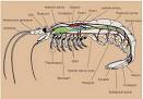 Krill