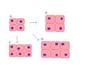 File:<b>Hypertrophy</b>.jpg