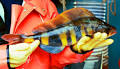 Atka Mackerel Research