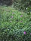 TQ2865 : Wild flowers and - via Daymix
