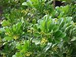 File:Starr 070123-3690 <b>Aglaia</b>