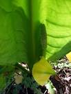 American skunk cabbage 'flower'. What we see here illustrates the etymology - via Daymix
