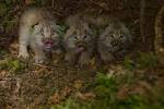 File:Three eartagged canada lynx kittens lynx canadesis.jpg ...