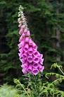 fact that the flower can be fitted snugly on the end of a human finger. - via Daymix