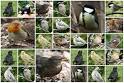 RSPB-2009-Birdwatch5.jpg