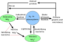 The Nitrogen Cycle