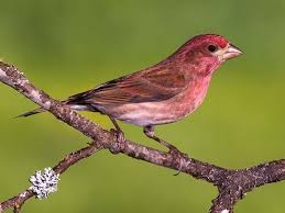 Purple Finch