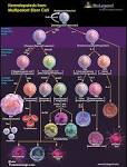 <b>Hematopoiesis</b> from Multipotent