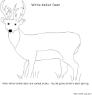 Deer coloring page
