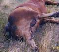 Earthfiles - Unusual Animal Deaths, Part 2: South Dakota