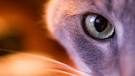 Cat Eyes     Up Close